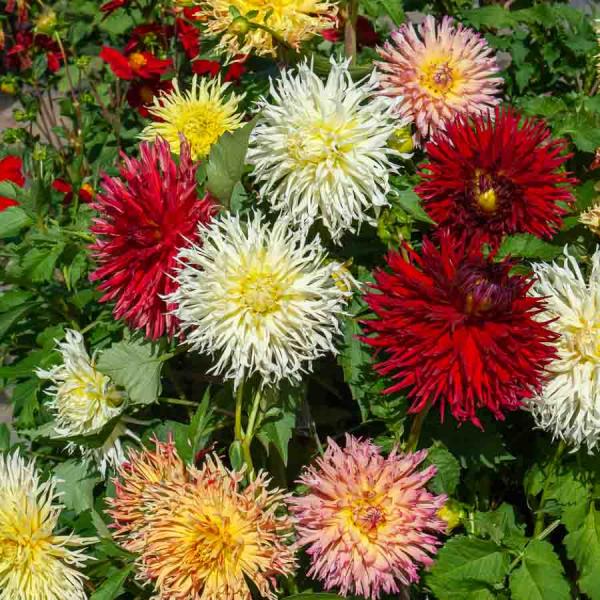 Bulbes à fleurs à planter au printemps - Dahlia Cactus nain en Mélange (x4) - face recto